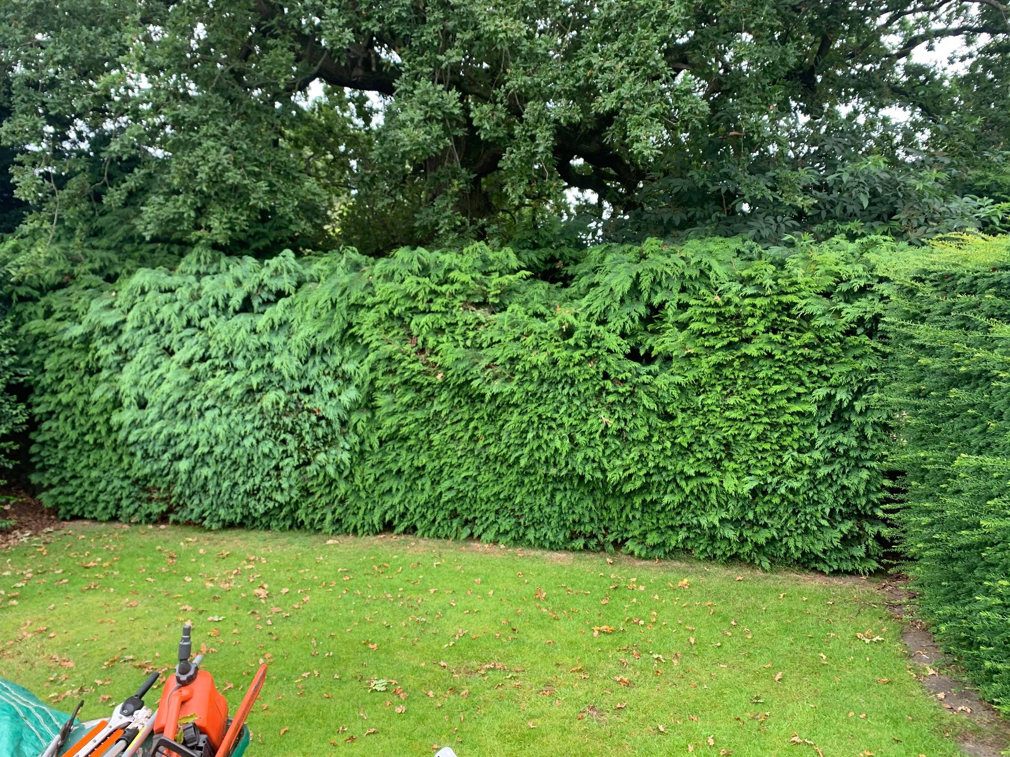 Hedge removal