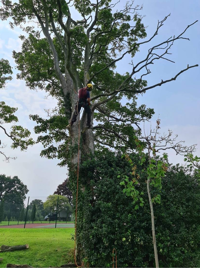 Tree surgeon in the tree